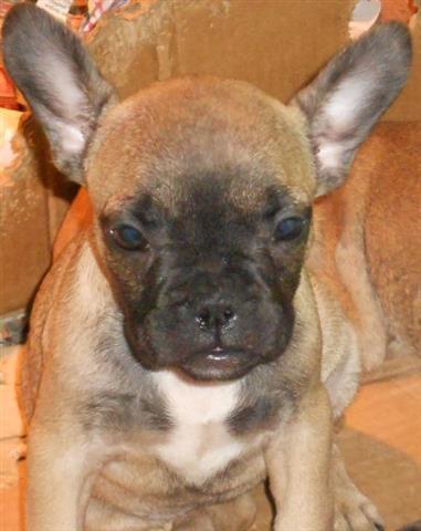 Francuski buldog