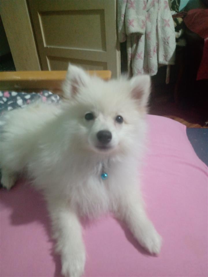 Pomeranski-Špic