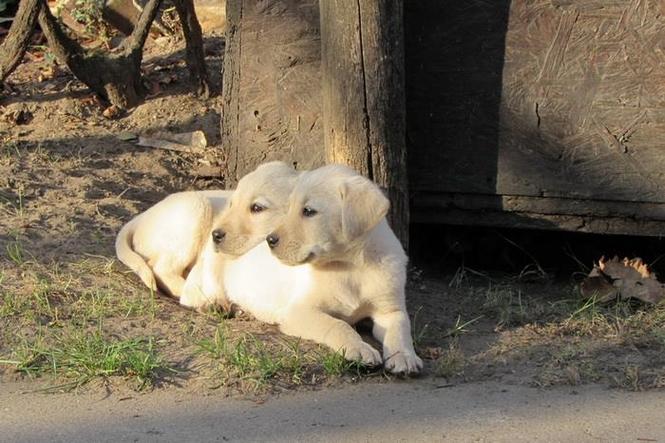 labrador retriver stenad 
