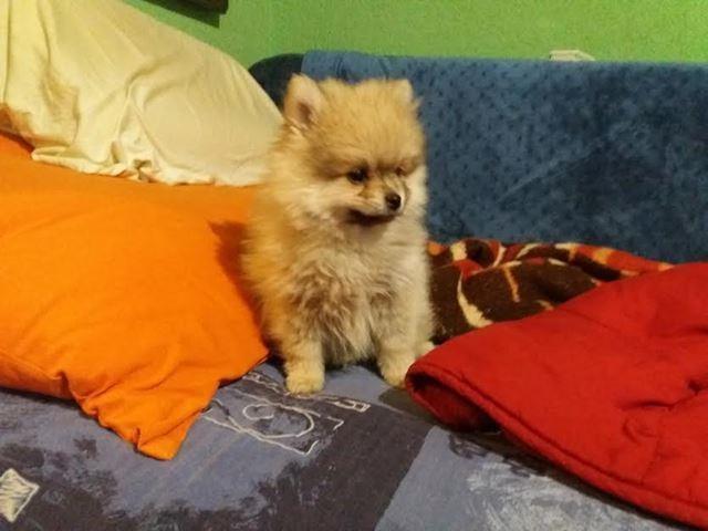 Pomeranski-špic-