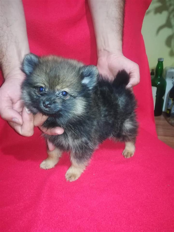 Pomeranski-špic