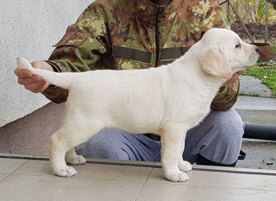Labrador-retriver--stenci-