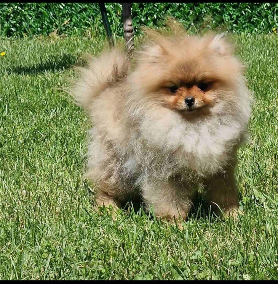 Pomeranci