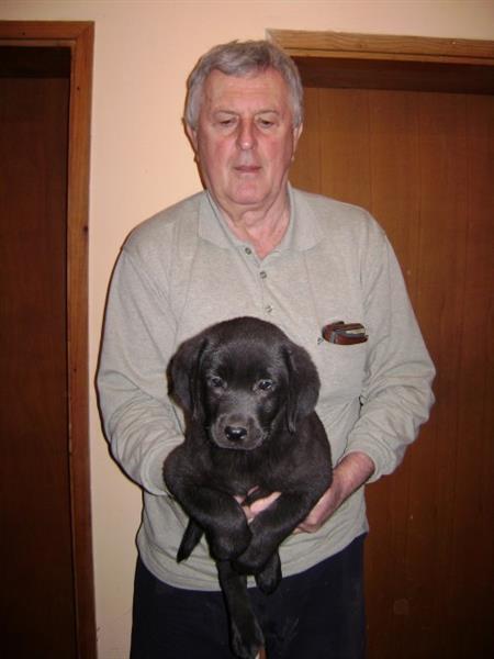 Labrador-Retriver
