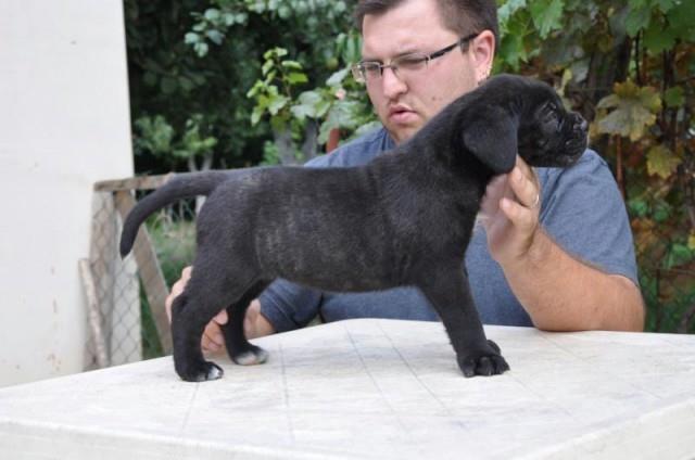 Cane Corso stenci