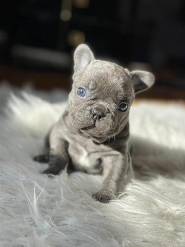 Francuski Buldog