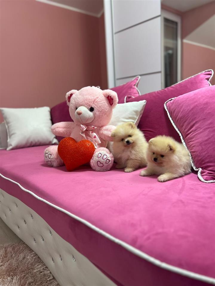 Pomeranac-štenci