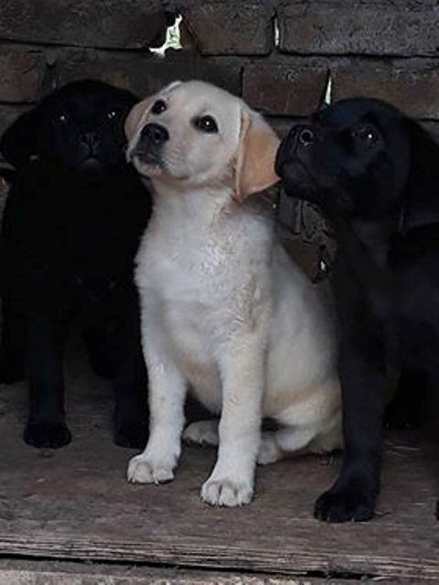 Labrador-retriver