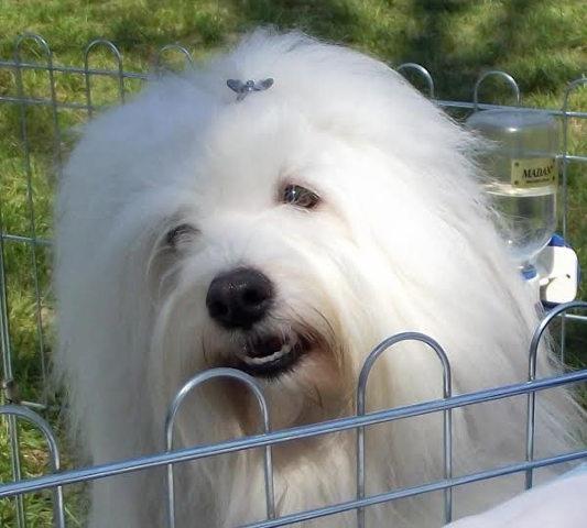 Coton-de-Tulear---stenci-sampionskog-porekla