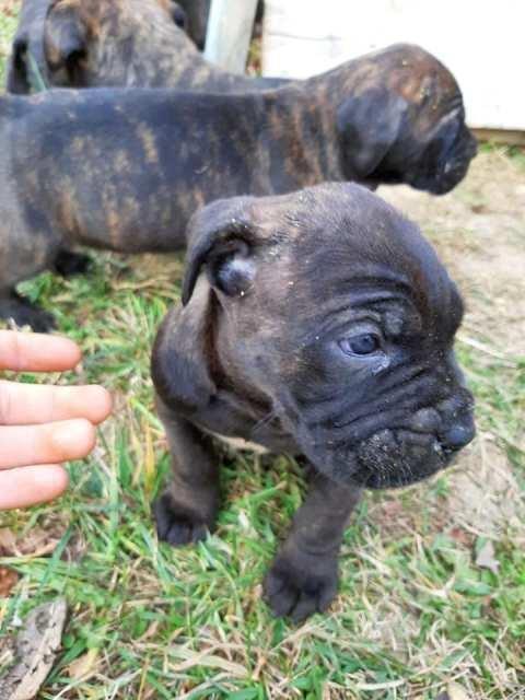 Cane-Corso--štenci