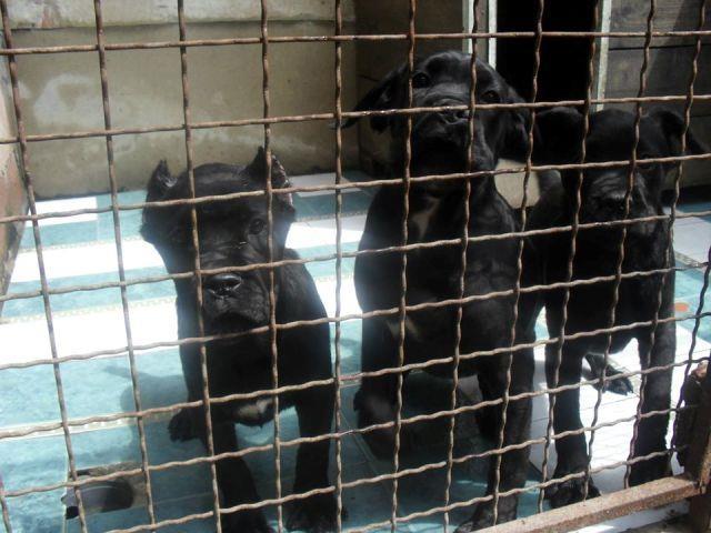 CANE-CORSO-STENCI-izlozbenog-kvaliteta