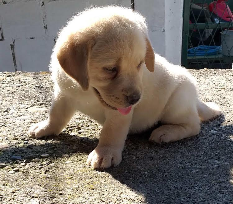 LABRADOR-stenci