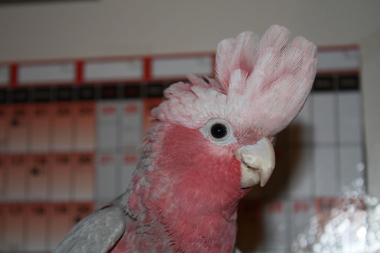 Roze-Kakadu