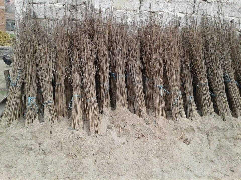 Bagrema