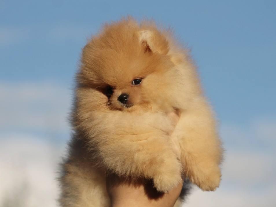 Pomeranski-spic
