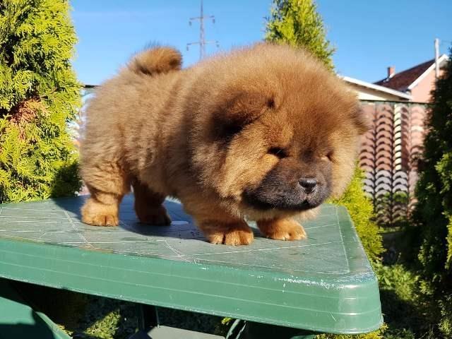 Chow-cau-cau
