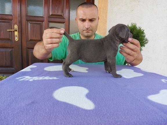 Cane-corso-štenci