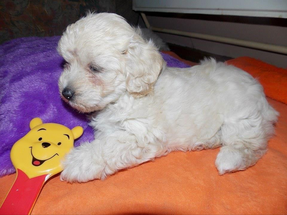 Maltipoo