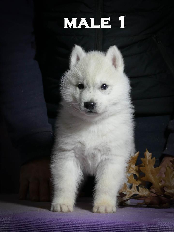 Sibirski-Haski-