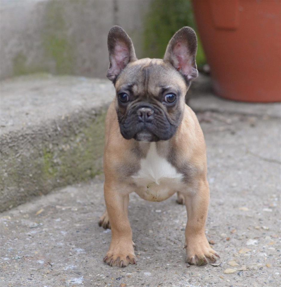 Francuski-buldog