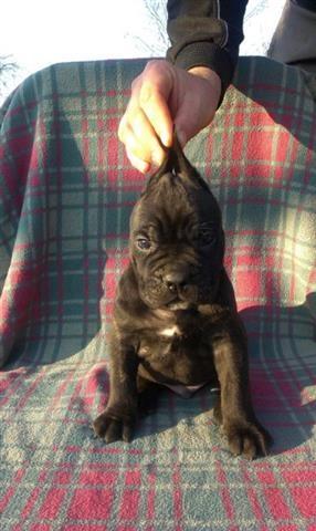 Cane-Corso-stenci