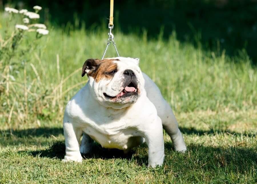 Engleski-buldog--mladi-psi