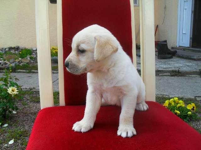 Na-prodaju-stenad-labradora