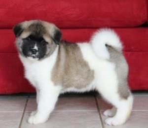 Muški i ženski Akitas