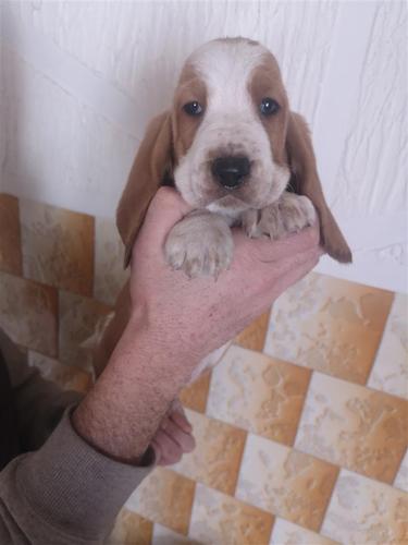 Baset hound