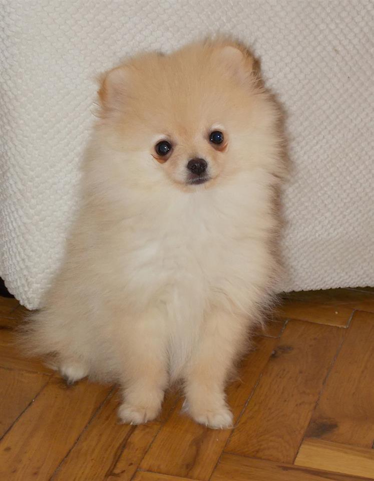 Pomeranac