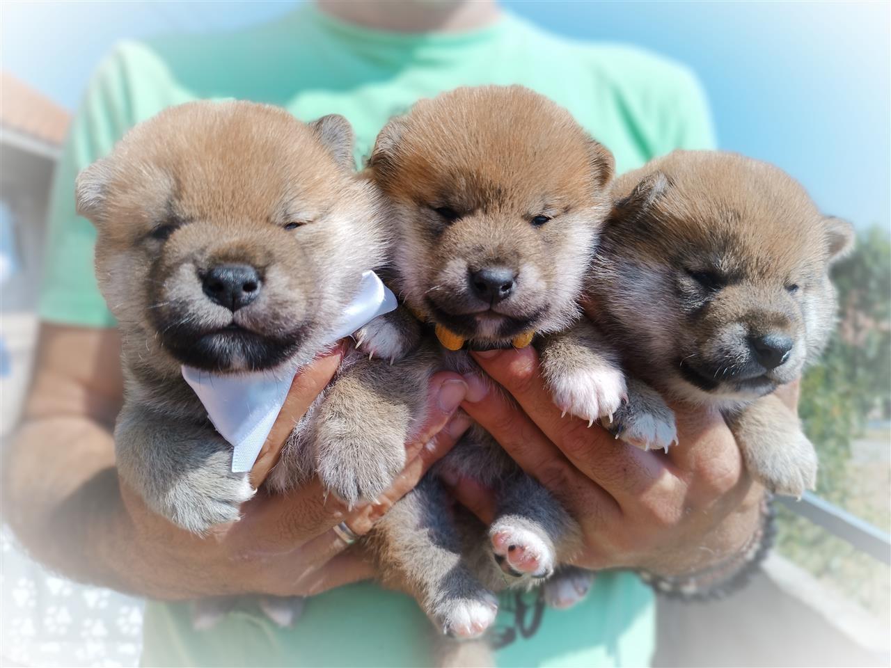 Shiba-Inu-štenci