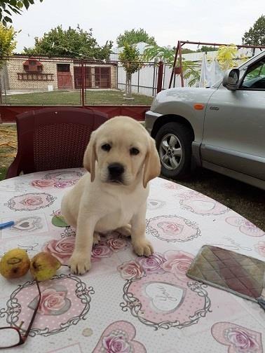 Labrador-štenci