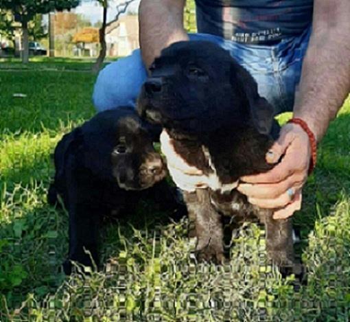 Cane-Corso
