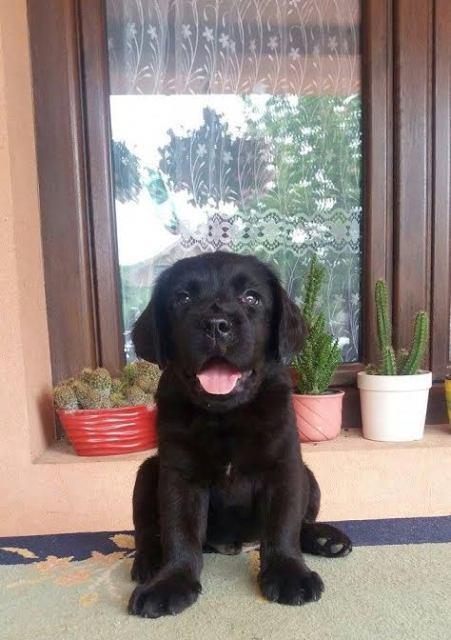 Labrador-Retriver-stenci