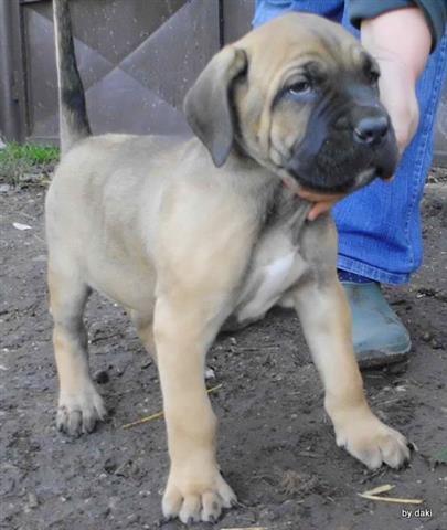 Cane-Corso-stenci