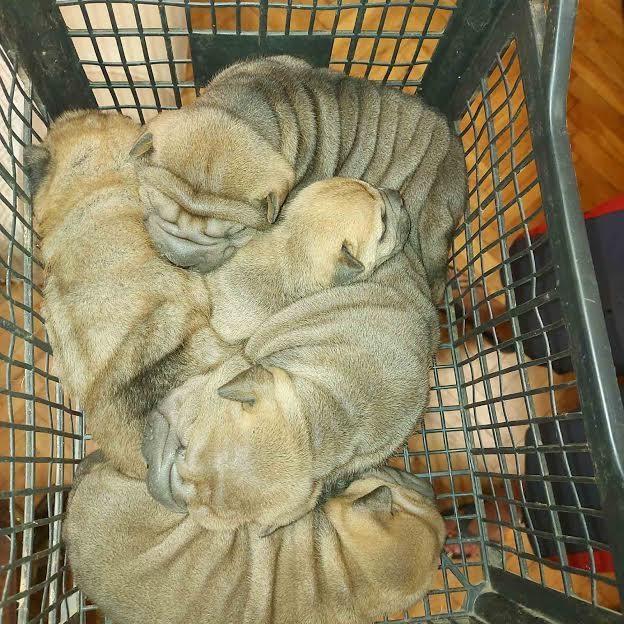 Shar-Pei-stenci