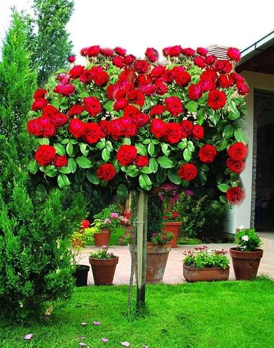 Ruze stablasice