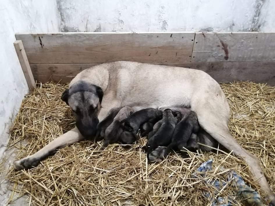 Kangal