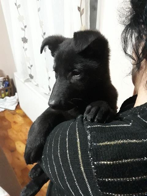 Crni-nemacki-ovcari-