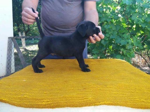 Cane-Corso-štenci-