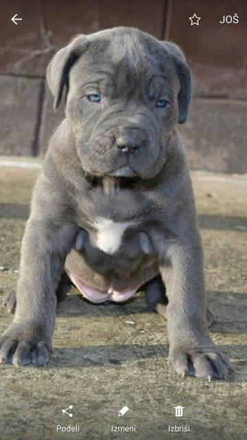 Cane-Corso--zenkice