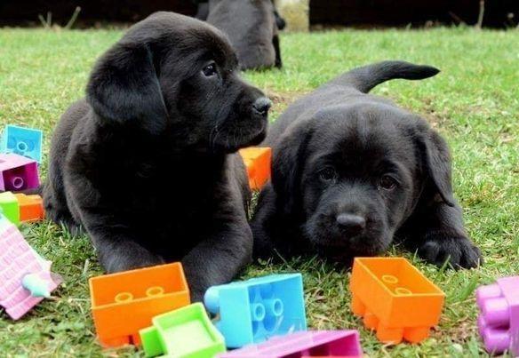 LABRADOR retriver crni  stenci