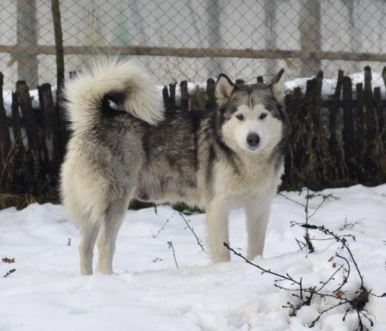 Stenad-Aljaskog-Malamuta