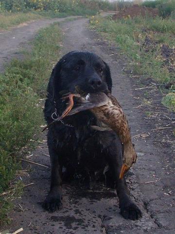 Labrador---stenad-i-mladi-psi