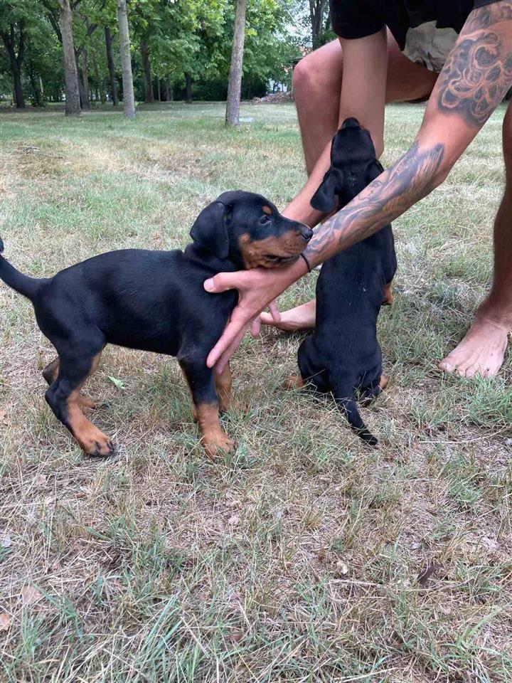 Doberman-ženke-