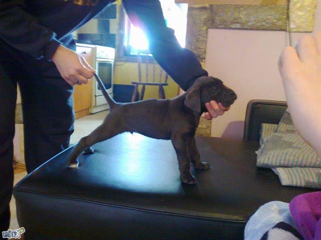 Cane Corso stenci VRHUNSKO LEGLO