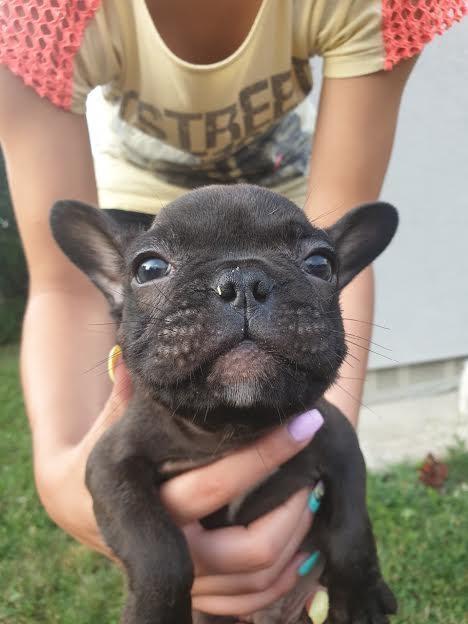 Francuski-buldog