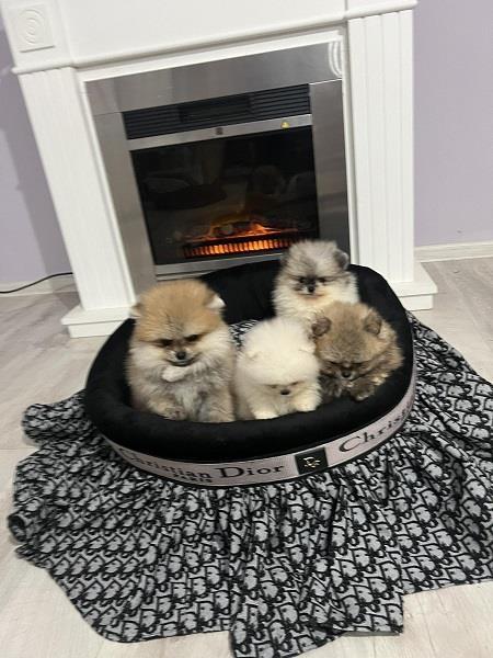 Pomeranac--štenci-