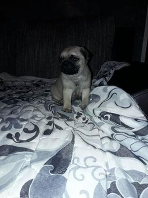 Mops-stenci