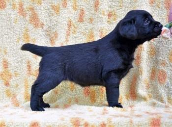 Labrador-Retriver-štenci